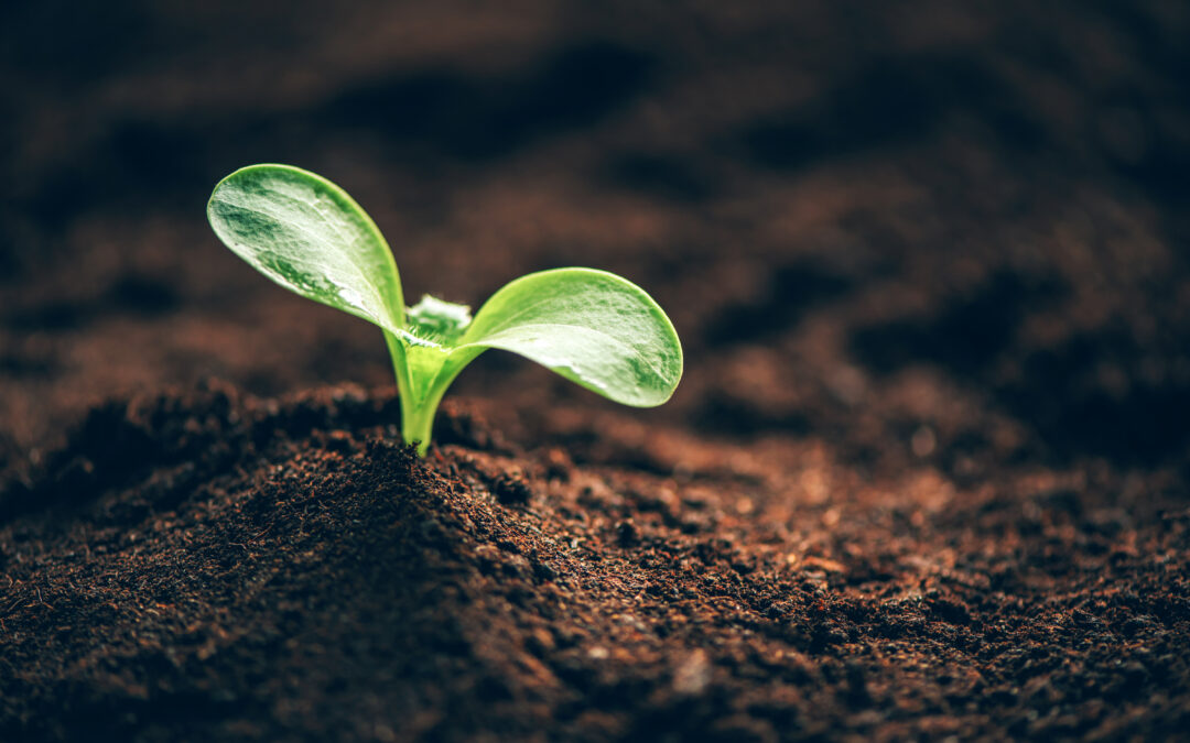 Fermentation: Applied science to transform agriculture