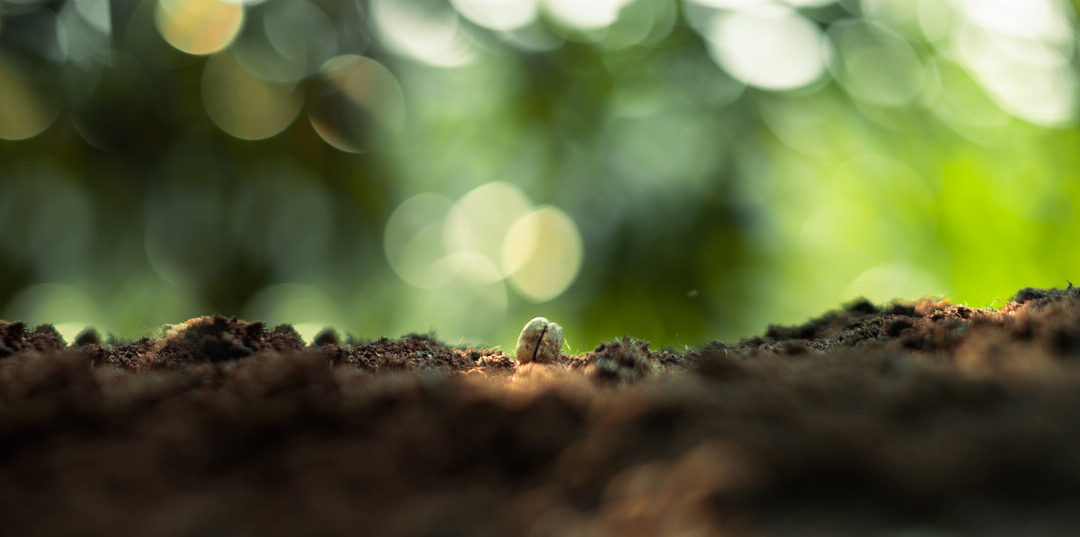 Agricultural Prebiotics: The New Frontier in Soil Microbiome Activation 