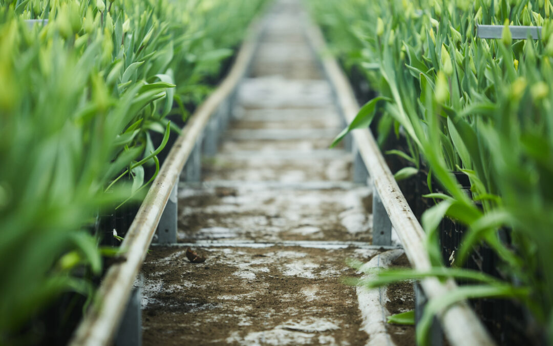 Soluciones para el estrés hídrico en agricultura: Un enfoque desde la formulación