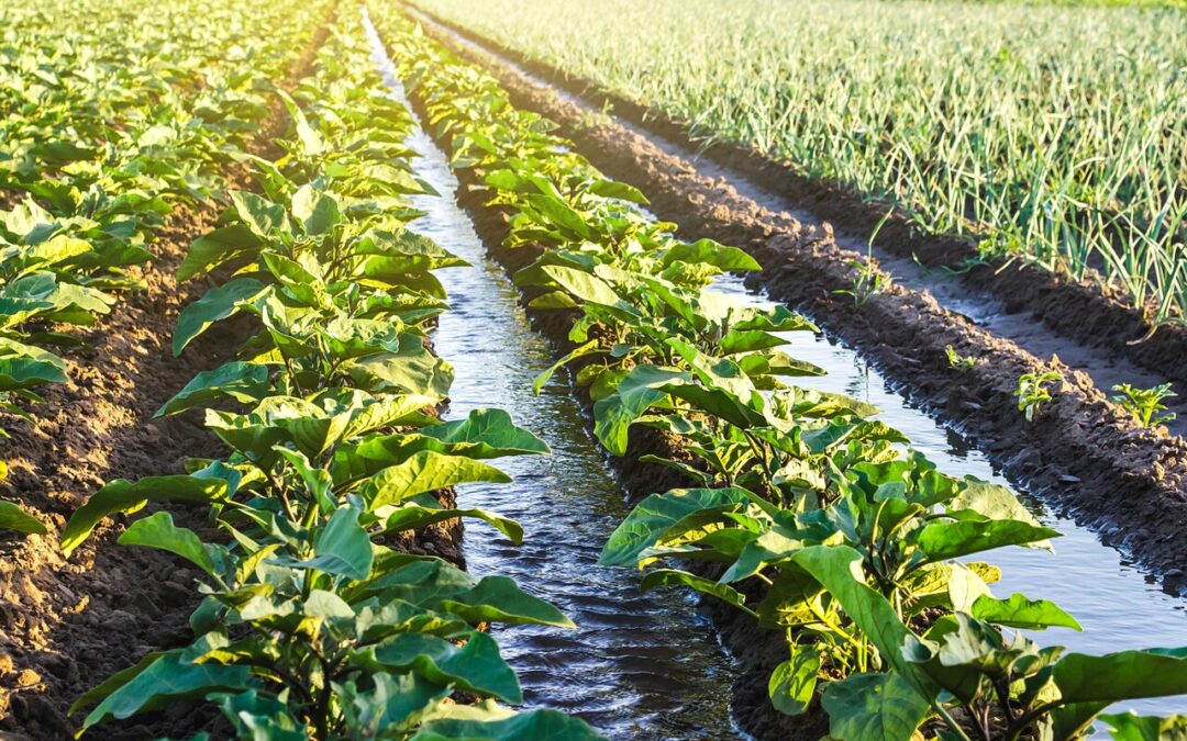 AjiWet®: una solución formulada para optimizar la infiltración, distribución y retención del agua en el suelo